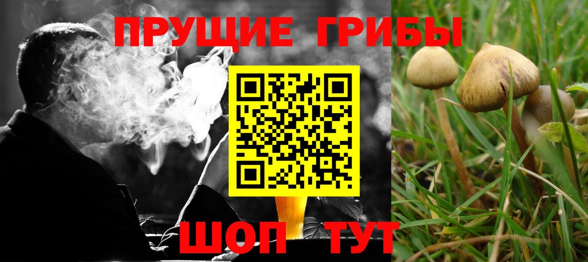 Псилоцибиновые грибы MAGIC MUSHROOMS  Вход с VPN  Псилоцибиновые грибы Psilocybine cubensis  Стрежевой 